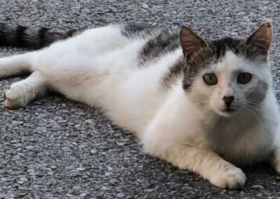 Kater, Erl (4/21)