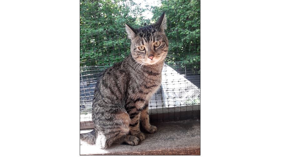Fundkater, Kundl, (06/21)