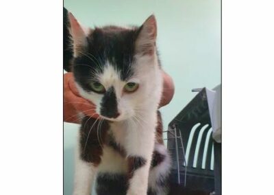 Fundkatze, Arzl im Piztal,  (06/21)