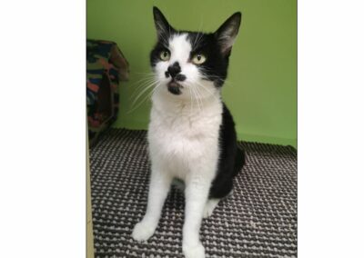 Fundkatze, Innsbruck-Stadt