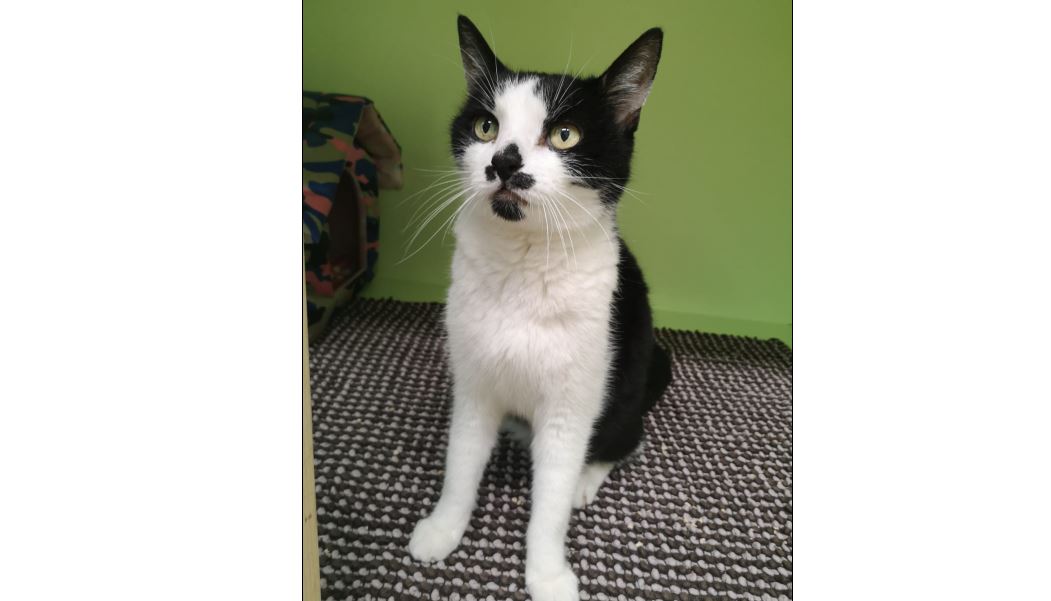 Fundkatze, Innsbruck-Stadt