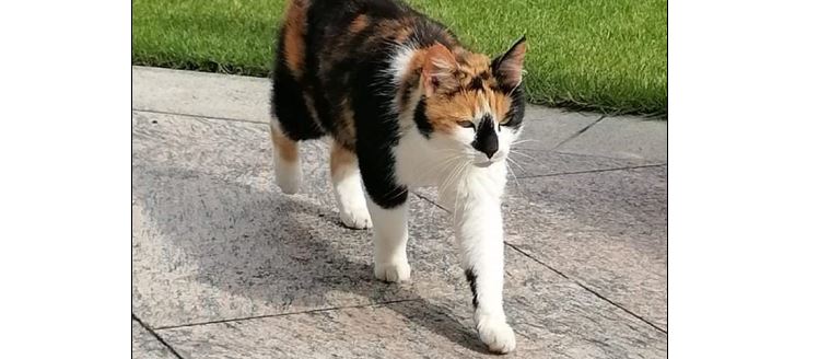 Katze, Vomperbach(06/21)