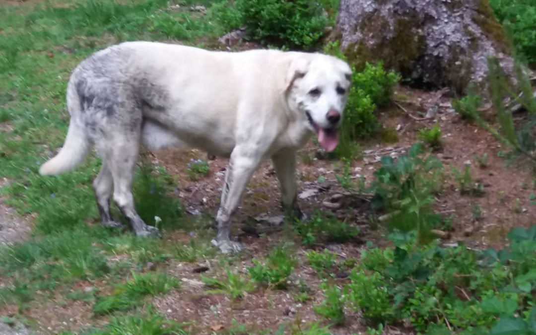 Hund, Lans(06/21)