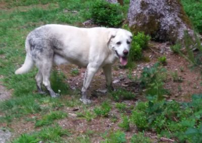 Hund, Lans(06/21)