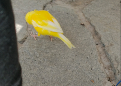 Kanarienvogel, Kufstein (6/21)
