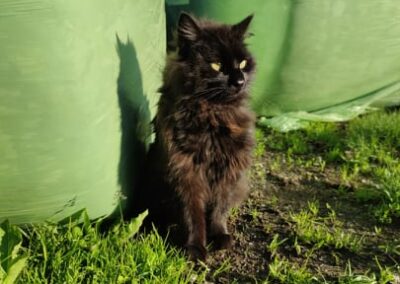 Kater, Radfeld (6/21)