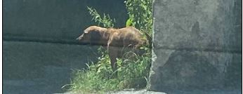 Sichthund, Zirl,  (06/21)