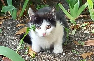 Sichtkatze, IBK-Stadt,  (06/21)
