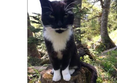 Sichtung Katze, Hintersteiner See(06/21)