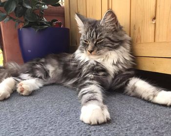 Kiki, Wörgl (6/21)