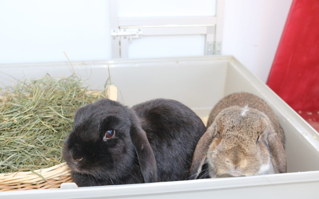 Schoko und Stella