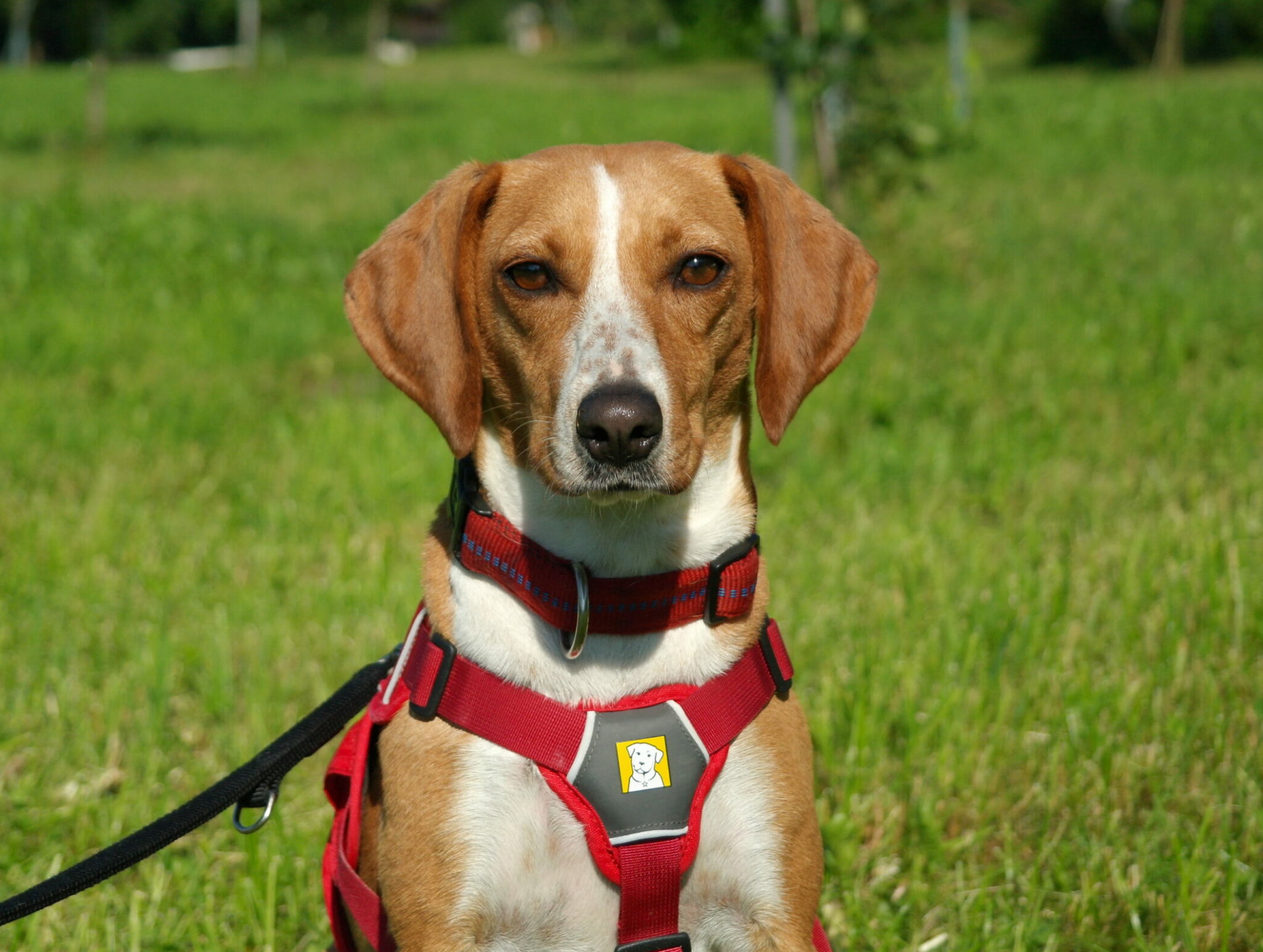 Frieda Tierschutz Tirol