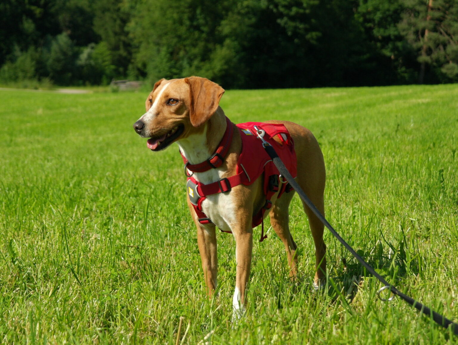 Frieda Tierschutz Tirol