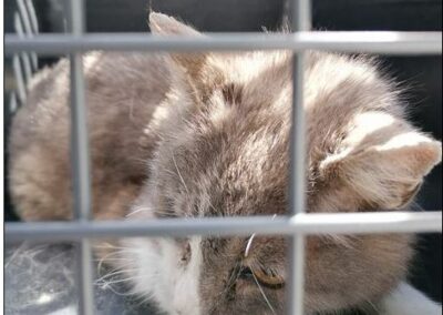 Fundkatze, Breitenbach,  (07/21)
