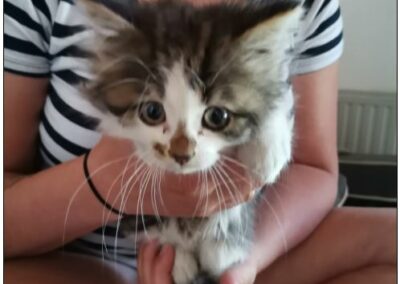 Fundkatze, Kematen,  (07/21)