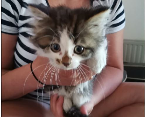 Fundkatze, Kematen, (07/21)