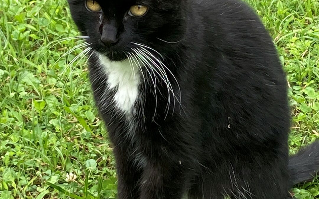 Fundkatze, Lohbachsiedlung, (07/21)