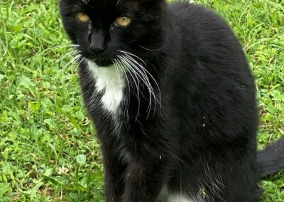Fundkatze, Lohbachsiedlung,  (07/21)