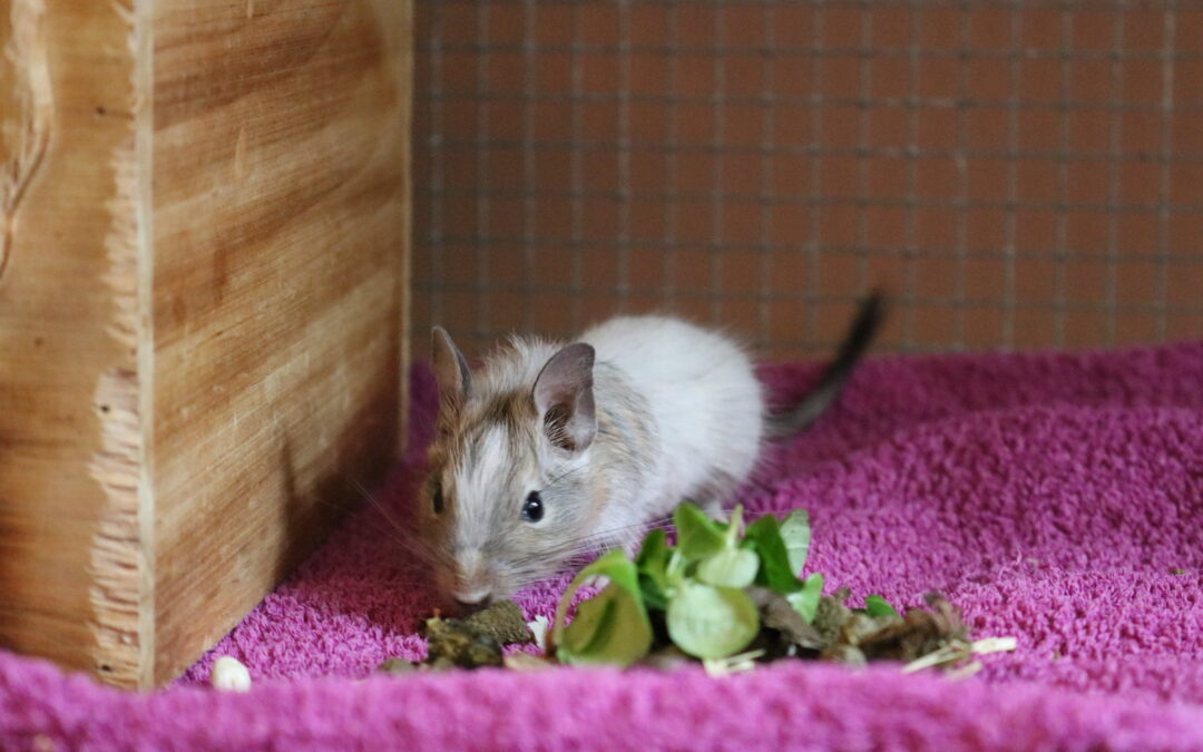 Alice, Daisy, Marie und Elsa