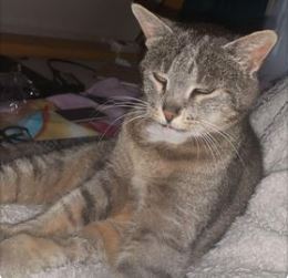 Katze, Waidring,  (07/21)