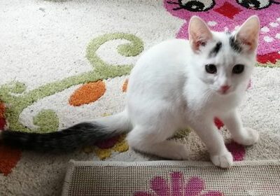 Flauschi, Ried im Zillertal,  (07/21)