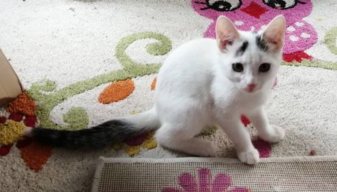 Flauschi, Ried im Zillertal, (07/21)