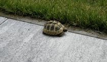 Griechische Landschildkröte, St. Johann,  (07/21)
