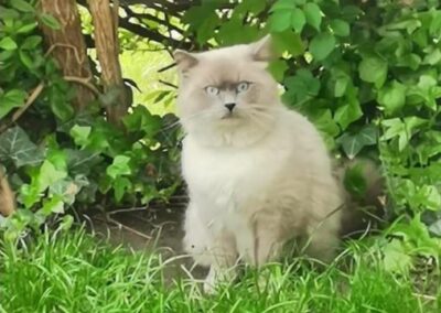 Sichtkatze, Innsbruck,  (07/21)