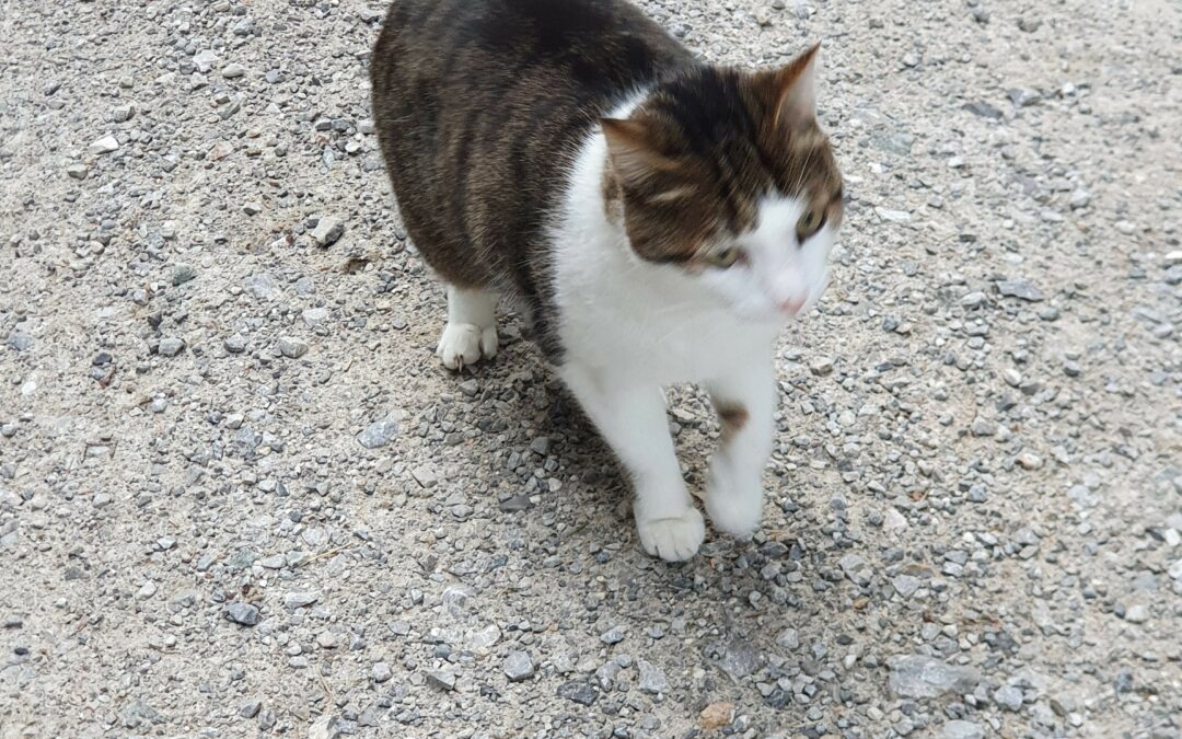 Sichtkatze, Hungerburg/Umbrüggleralm, (07/21)