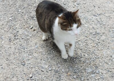 Sichtkatze, Hungerburg/Umbrüggleralm,  (07/21)