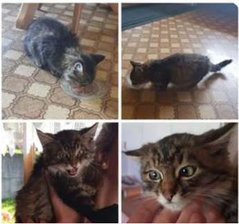 Katze, Bruck (8/21)