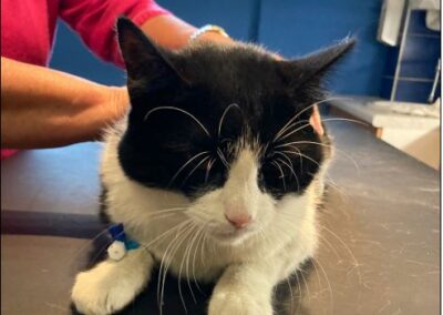 Fundkatze, Brixlegg,  (08/21)