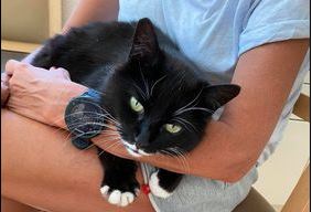 Fundkatze, Faggen,  (08/21)