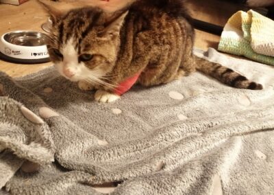 Fundkatze, Stams,  (08/21)