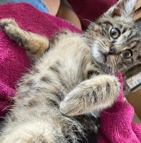 Fundkatze, Hatting,  (08/21)