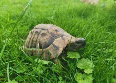 Fundschildkröte, Kramsach,  (08/21)