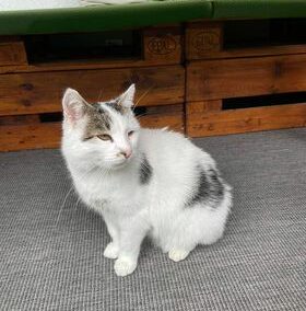 Sichtkatze, Hall,  (08/21)