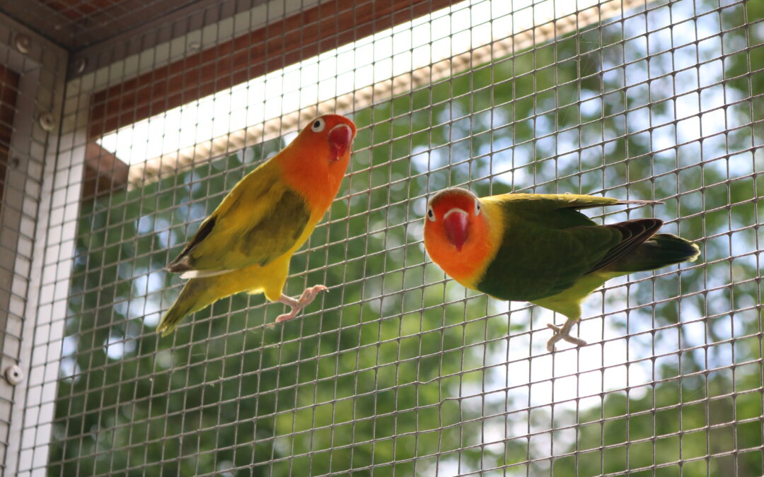 Rio und Pedro