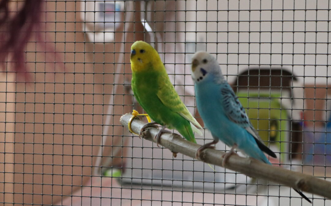 Pina, Sunshine, Sparky und Neptun