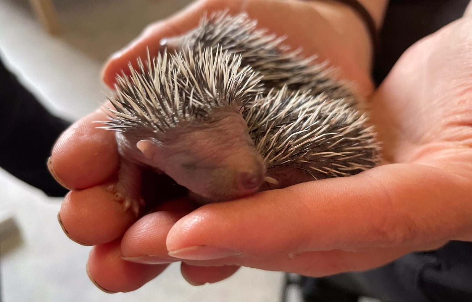 IgelBabies Tierschutz Symbolbild