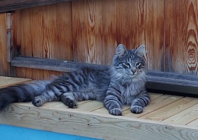 Kimba, Pfaffenhofen,  (08/21)