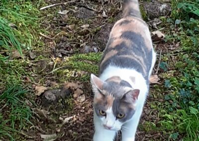 Katze, Kundl (8/21)
