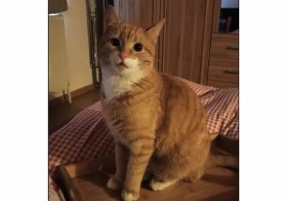 Nikita, Reith bei Seefeld,  (08/21)