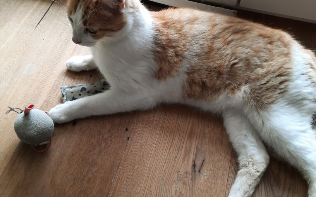 Katze, Radfeld (8/21)