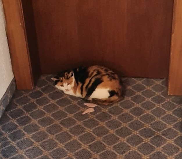 Katze, Radfeld (8/21)