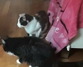 Sichtkatze, Mühlau,  (08/21)