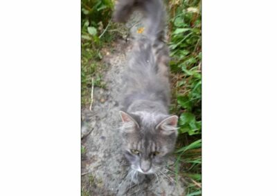 Sichtkatze, Patsch,  (08/21)