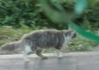 Sichtkatze, Rettenschöss,  (08/21)