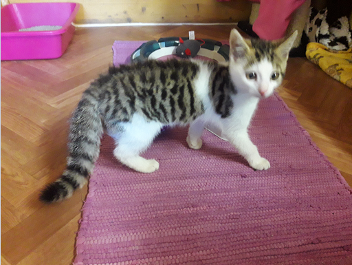 Kater, Uderns (8/21)