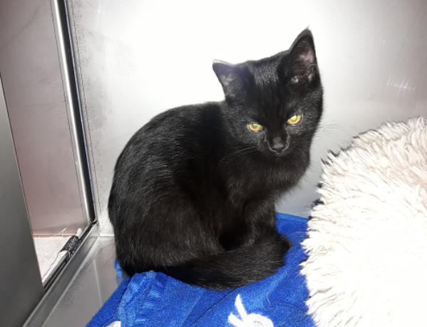 Kater, Wörgl (8/21)